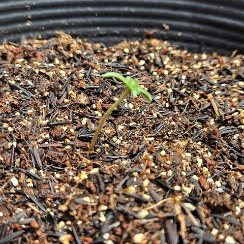 Pineapple express auto growlog timeline photo