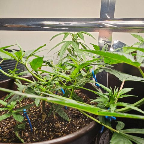Gorilla Glue growlog timeline photo