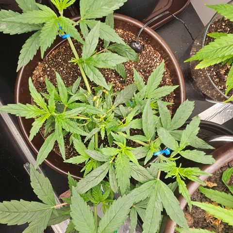 Gorilla Glue growlog timeline photo
