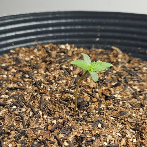 Pineapple express auto growlog timeline photo
