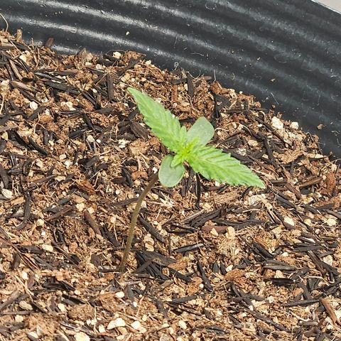 Pineapple express auto growlog timeline photo