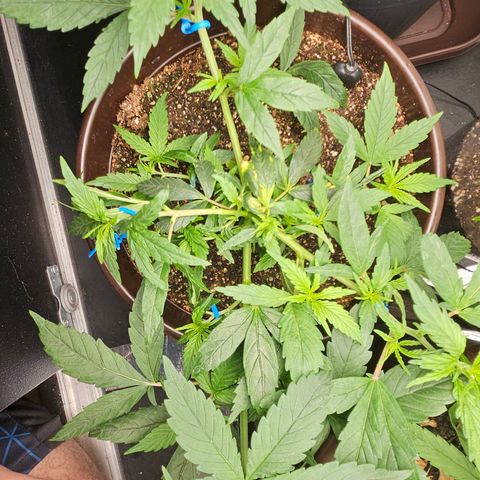 Gorilla Glue growlog timeline photo