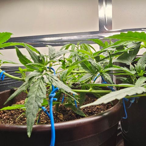 Gorilla Glue growlog timeline photo