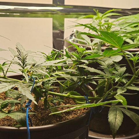 Gorilla Glue growlog timeline photo