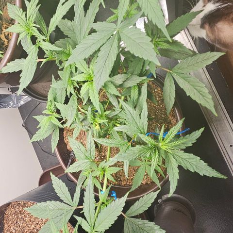 Gorilla Glue growlog timeline photo