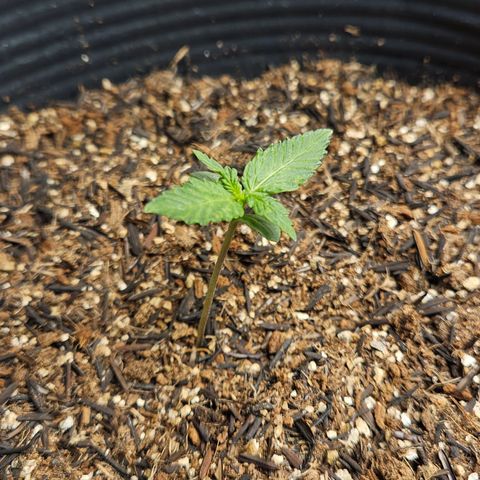 Pineapple express auto growlog timeline photo