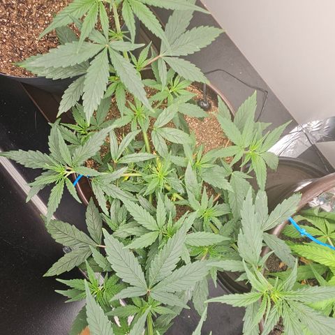 Gorilla Glue growlog timeline photo