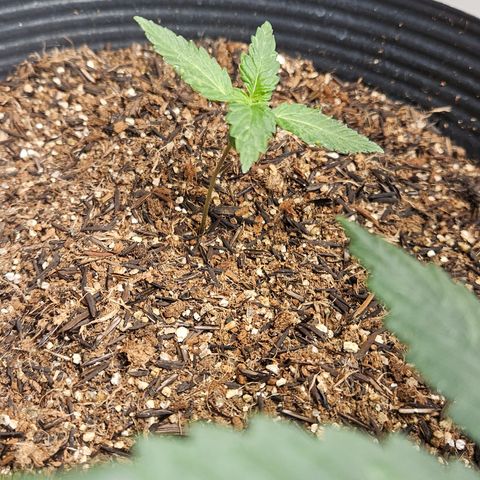 Pineapple express auto growlog timeline photo