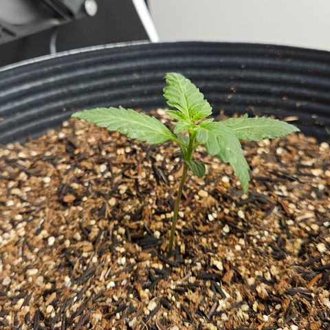 Pineapple express auto growlog timeline photo