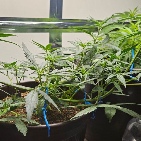 Gorilla Glue growlog timeline photo