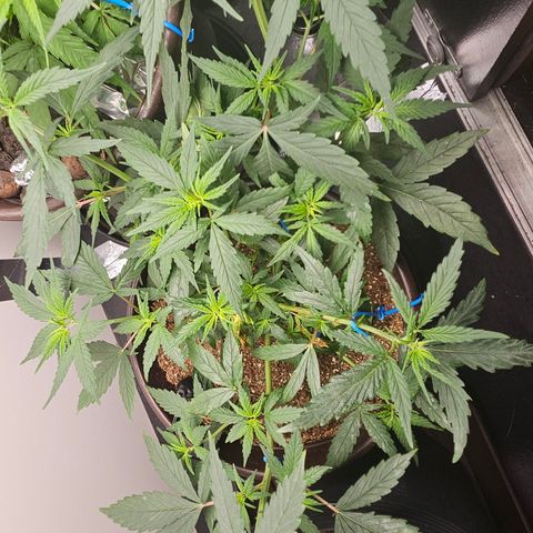 Gorilla Glue growlog timeline photo