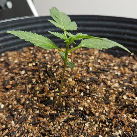 Pineapple express auto growlog timeline photo