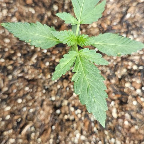 Pineapple express auto growlog timeline photo