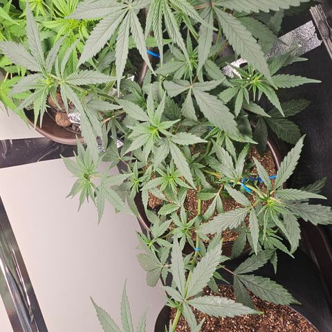 Gorilla Glue growlog timeline photo