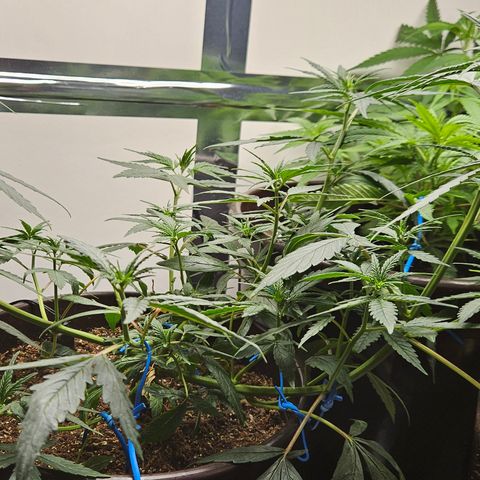 Gorilla Glue growlog timeline photo