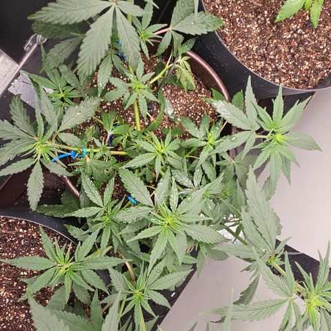 Gorilla Glue growlog timeline photo