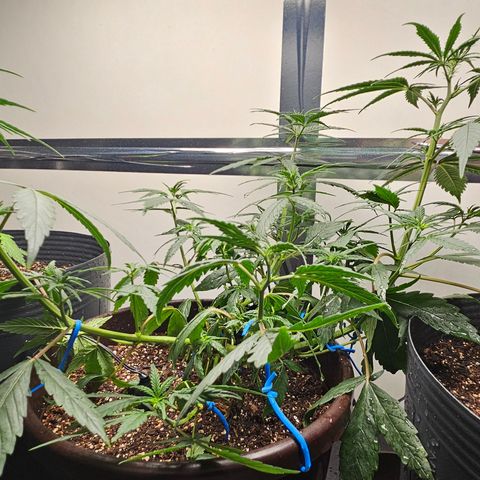 Gorilla Glue growlog timeline photo