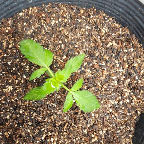 Pineapple express auto growlog timeline photo