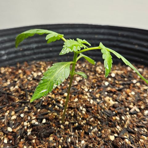 Pineapple express auto growlog timeline photo