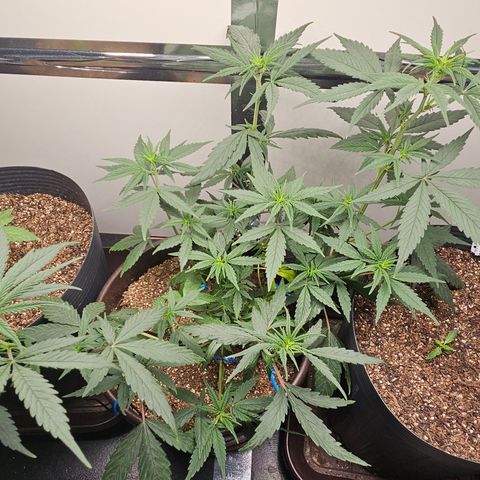 Gorilla Glue growlog timeline photo