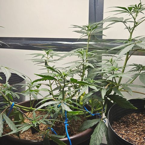 Gorilla Glue growlog timeline photo