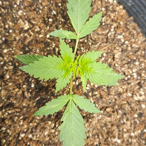 Pineapple express auto growlog timeline photo