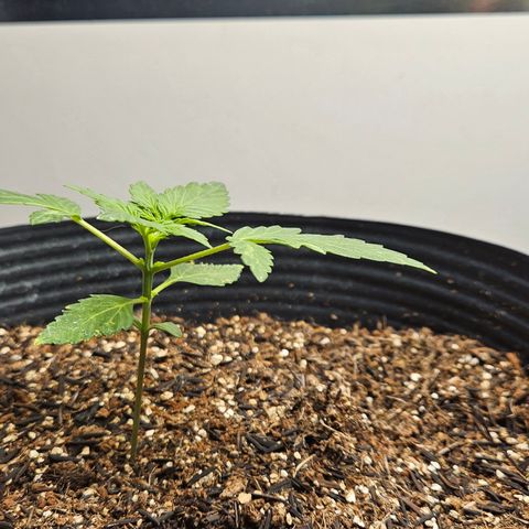 Pineapple express auto growlog timeline photo