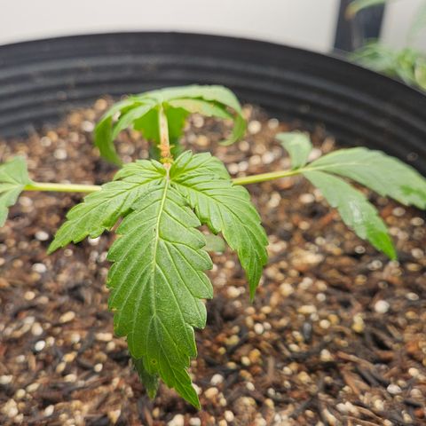 Pineapple express auto growlog timeline photo