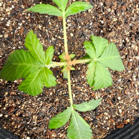 Pineapple express auto growlog timeline photo
