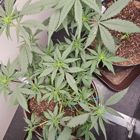 Gorilla Glue growlog timeline photo