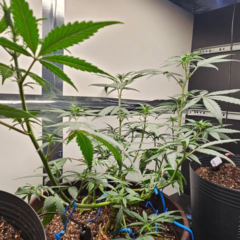Gorilla Glue growlog timeline photo