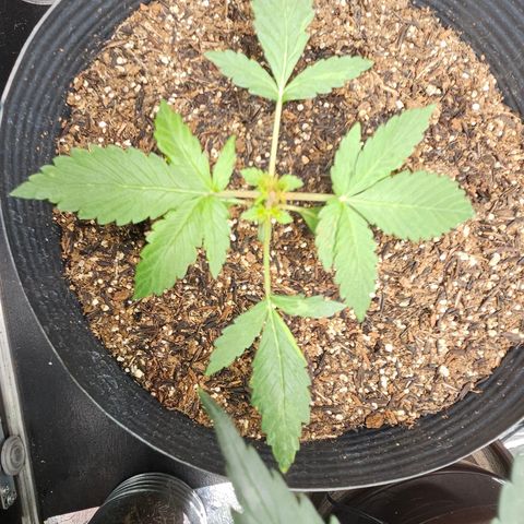 Pineapple express auto growlog timeline photo