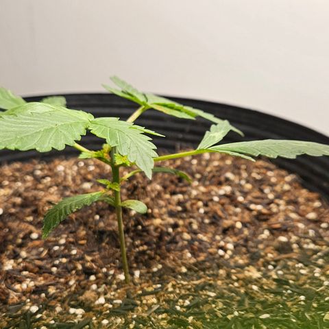 Pineapple express auto growlog timeline photo