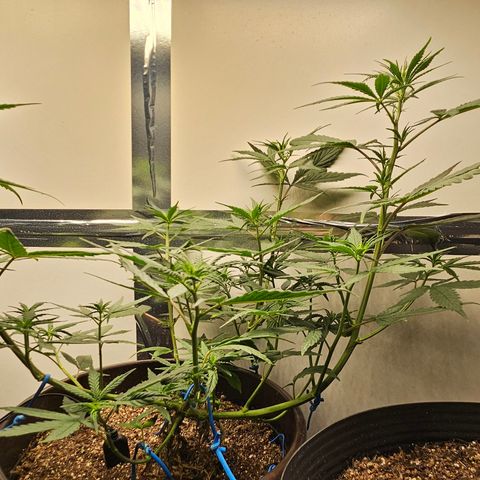 Gorilla Glue growlog timeline photo