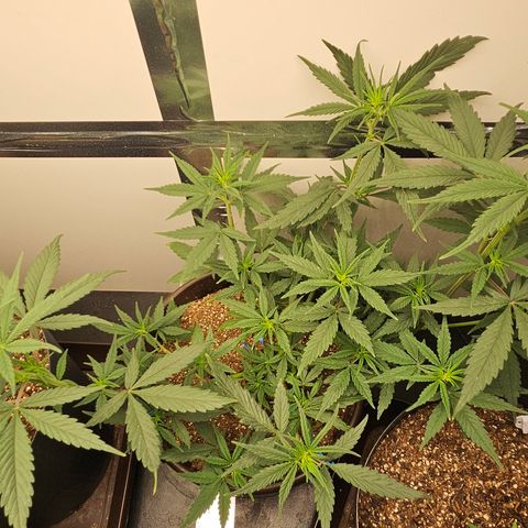 Gorilla Glue growlog timeline photo