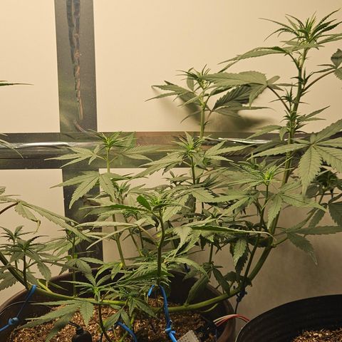 Gorilla Glue growlog timeline photo