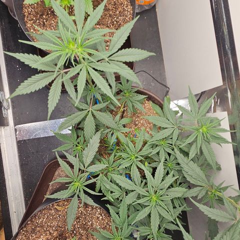 Gorilla Glue growlog timeline photo