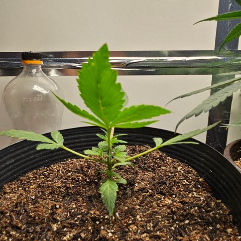 Pineapple express auto growlog timeline photo