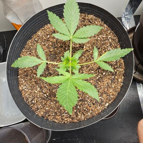 Pineapple express auto growlog timeline photo
