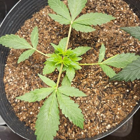 Pineapple express auto growlog timeline photo