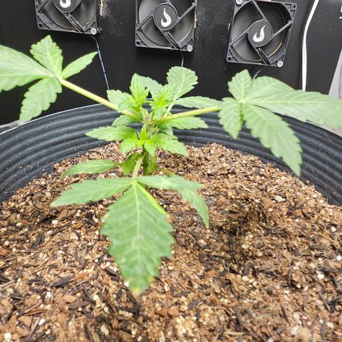 Pineapple express auto growlog timeline photo