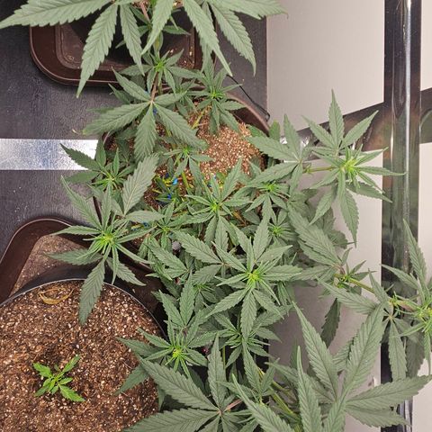 Gorilla Glue growlog timeline photo