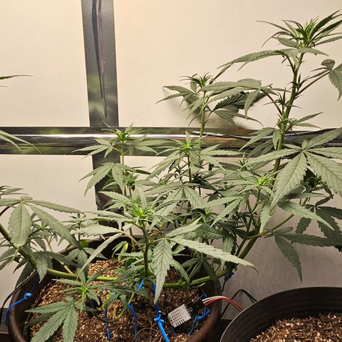 Gorilla Glue growlog timeline photo