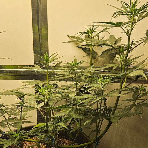 Gorilla Glue growlog timeline photo