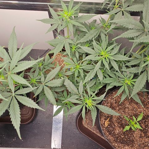 Gorilla Glue growlog timeline photo