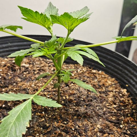 Pineapple express auto growlog timeline photo