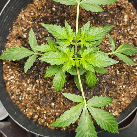 Pineapple express auto growlog timeline photo