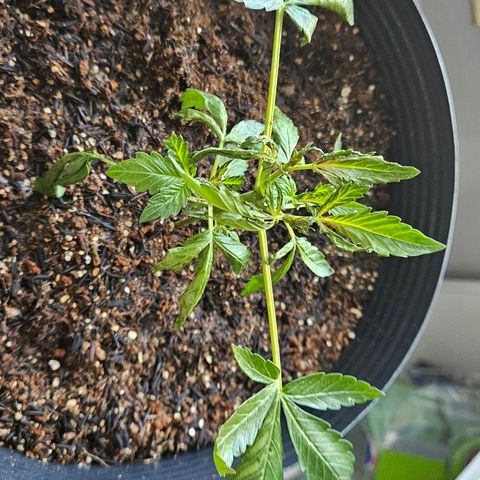 Pineapple express auto growlog photo: Após aplicassem de neem e passado algumas horas