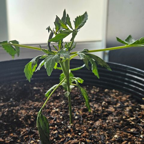 Pineapple express auto growlog photo: Após aplicassem de neem e passado algumas horas