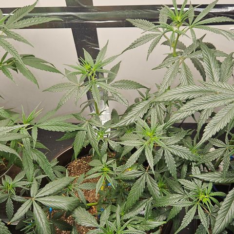 Gorilla Glue growlog photo: Após Aplicação de neem parece que as folhas ficaram mais bonitas e brilhantes além de apresentar um aspecto mais vigoroso